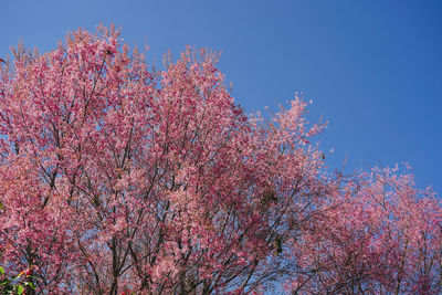 Low angle view of cherry blossom against blue sky