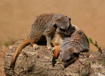 Meerkats on fallen tree