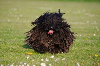 Dog in a field