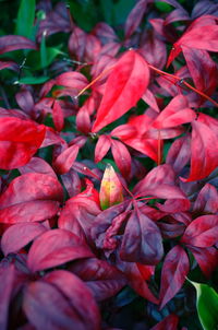 Full frame shot of red flowering plants