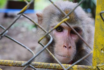 Close-up portrait of monkey in cage at zoo