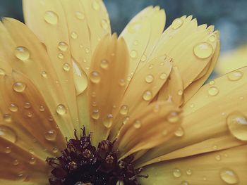 Close-up of wet flower