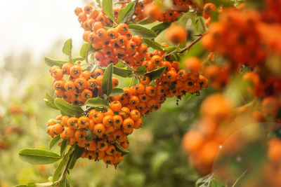 Close-up of orange growing on tree