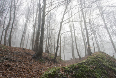 Trees in forest