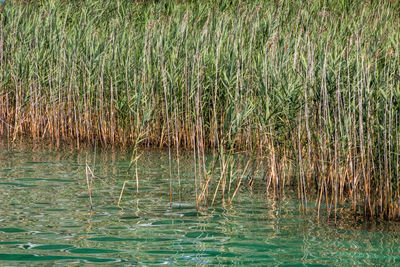 Scenic view of lake