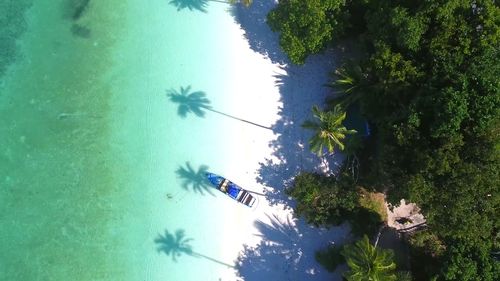 High angle view of trees by swimming pool