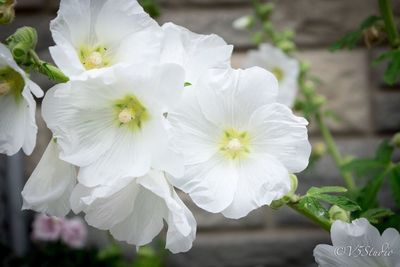 Close-up of white flower