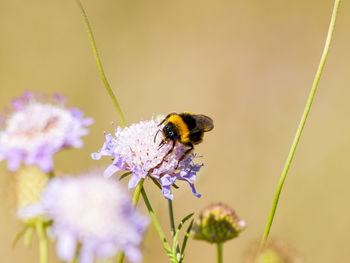 Close-up of bumblebee pollinating on purple flower