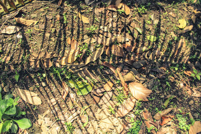 High angle view of dead plants on land