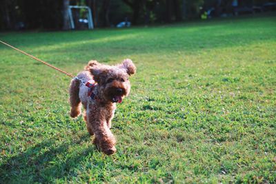 Dog running on field