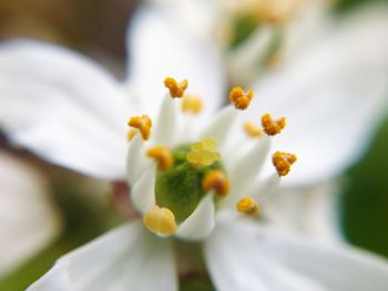 Close-up of yellow flowers