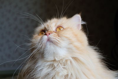 Close-up of cat looking away