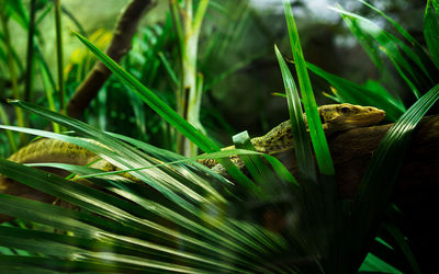 Close-up of lizard on grass