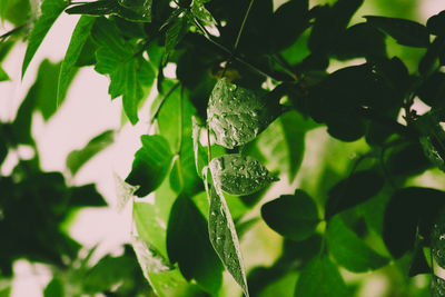 Close-up of green leaves