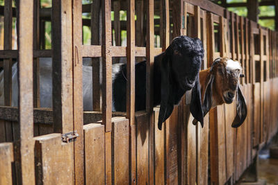 Goats in farmhouse