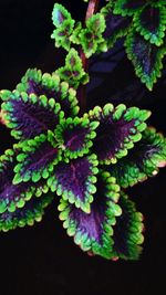 Close-up of plant against black background