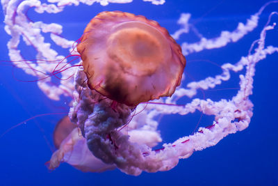 Close-up of jellyfish in sea