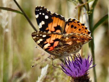 Close-up of butterfly pollinating on purple flower