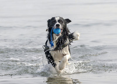 View of dog running on beach