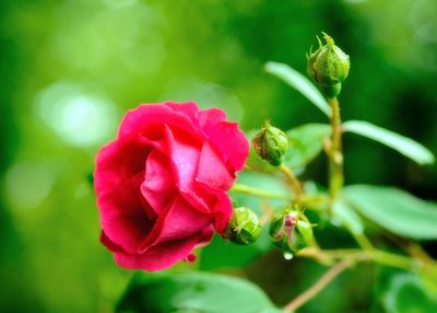 Close-up of pink rose