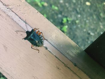 High angle view of insect on wood