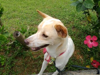 High angle view of dog on field