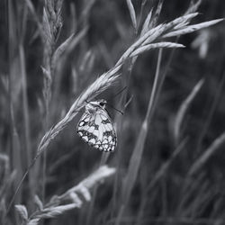 Close-up of marbled white butterfly on flower