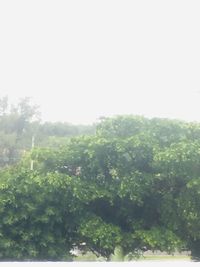 Trees and leaves against sky