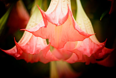 Detail shot of flowers