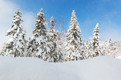 Snow covered pine trees in forest against sky