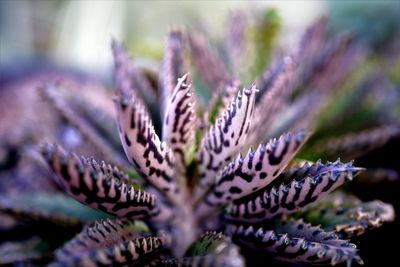 Close-up of purple flowering plant