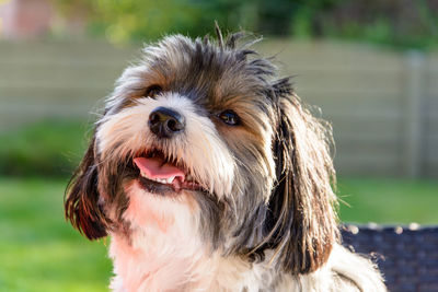 Close-up portrait of dog