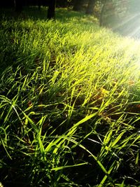 Close-up of plants growing on field