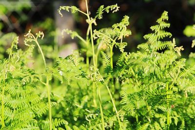 Close-up of fern