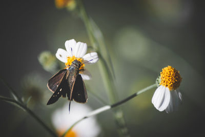 Close-up of insect on yellow flower