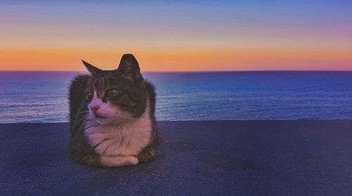 Cat looking at sea shore against sky during sunset