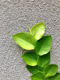 Close-up of plant