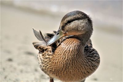 Close-up of duck