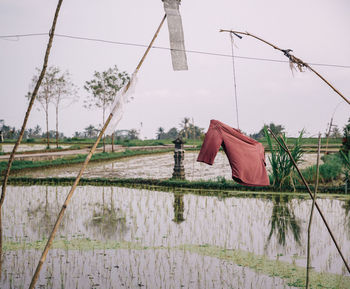 Clothes drying on farm against sky