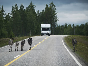 Donkeys walking on road by van against cloudy sky