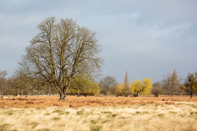 Bare trees on field against sky