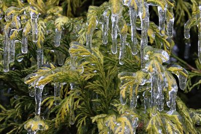 Close-up of frozen plants