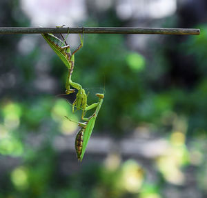 Close-up of insect on stick