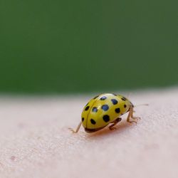 Close-up of ladybug