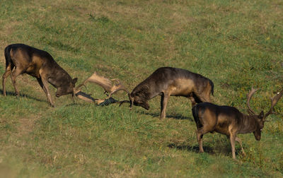 Wild deer dama dama fighting in summer, in their natural habitat.