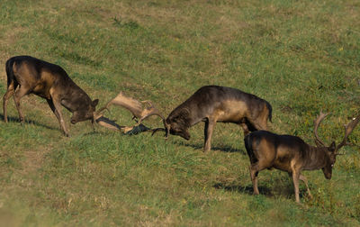 Deer standing on grassy field