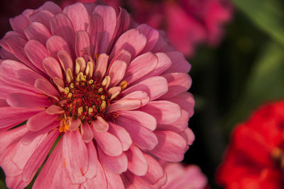 Close-up of pink flower