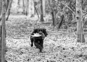 Cocker spaniel with dead bird on field