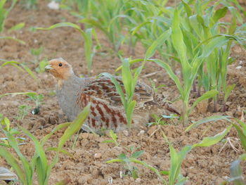 Close-up of bird on field