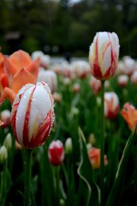 Close-up of red flowers blooming outdoors